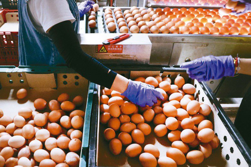 進口蛋有效日期到底該怎麼標，引發討論，食藥署將與農業部同步輔導業者「正確標示效期」。圖為國產雞蛋洗選分裝過程。記者杜建重／攝影