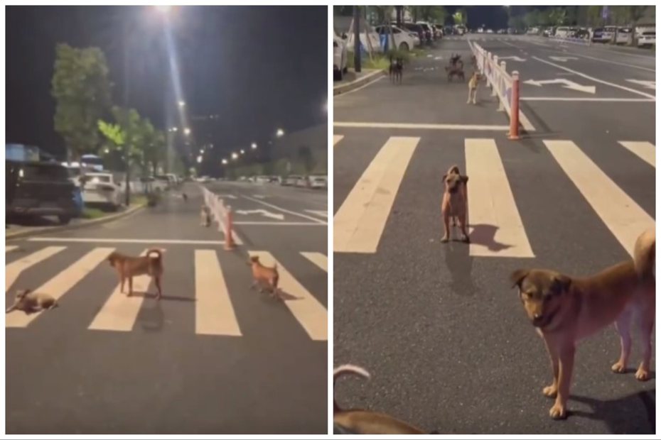 女子騎車遇八隻狗攔路，她反而輕鬆以對。圖取自微博