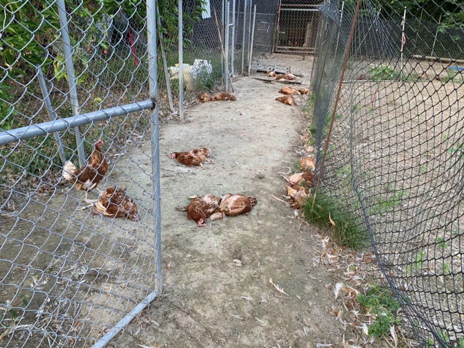 苗栗縣銅鑼鄉灣灣與豆仔的小農場9月11日8隻遊蕩犬侵入追咬，160隻蛋雞屍橫遍野。圖／魏宏昌提供