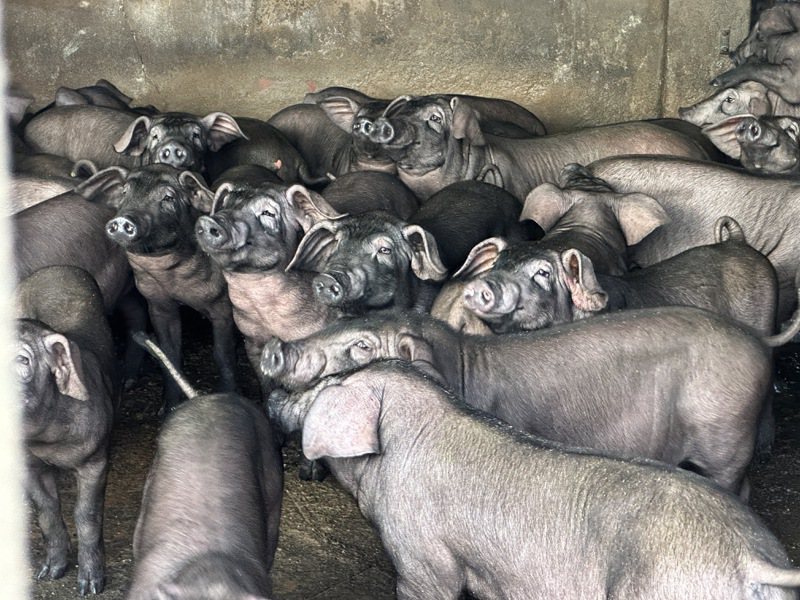 屏東縣內埔鄉毛豬產銷班第三班成立15年，今年獲全國十大績優產銷班殊榮，讓更多人看見他們對黑豬產業的努力，未來希望能行銷到國外。記者劉星君／攝影
