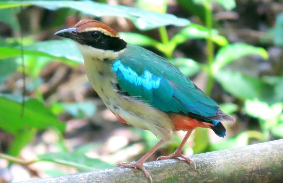 台南六甲八色鳥調查突破50隻，讓保育人士欣喜不已。 圖／林美秒拍攝，農業部林業及自然保育署提供