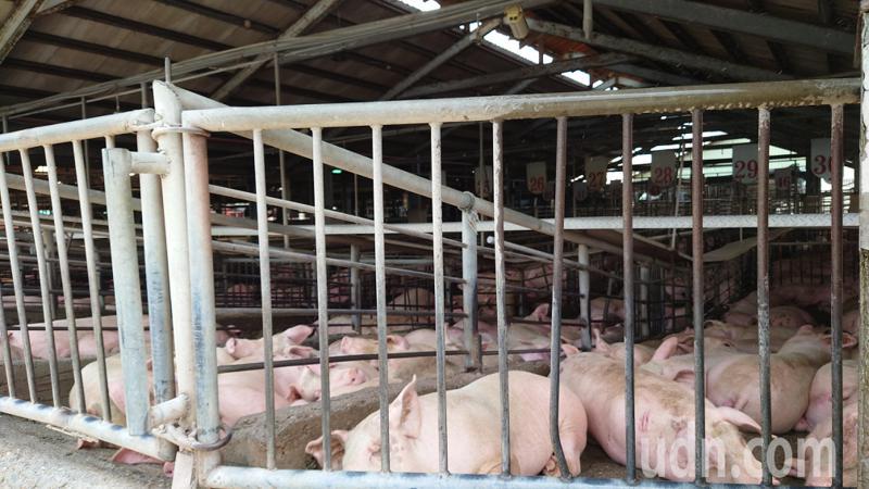 彰化縣肉品市場不開放官網連網，拍賣毛豬屬網內作業不受影響。記者簡慧珍／攝影
