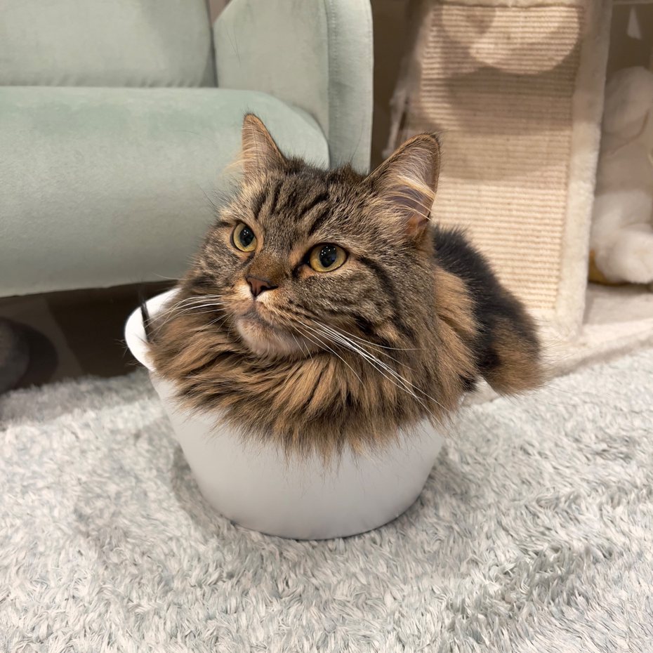 照片裡面有一顆貓頭放進碗裡，詭異的照片讓不少網友直呼是虐貓，事後飼主曝光這隻貓咪本尊竟然將近1公尺這麼長，讓不少貓奴驚呼「牠到底怎麼進去這個小碗裡面的」。 (圖/取自X)
