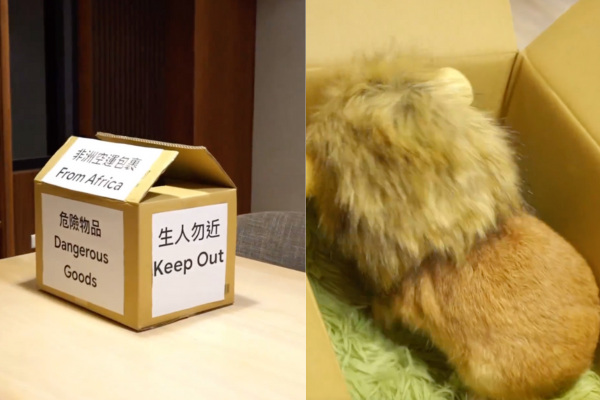 有網友分享自己準備要開箱一隻從非洲寄來的「猛獸」。圖/＠dydy_bunny