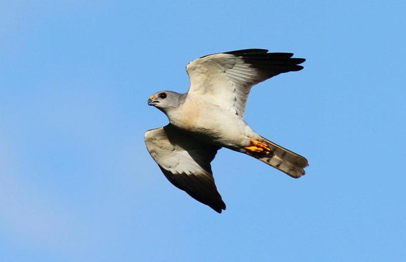 屏東恆春半島每年秋天平均約有30萬隻遷徙性猛禽過境，圖為往年10月抵達被稱「國慶鳥」的灰面鵟鷹。圖／墾管處提供