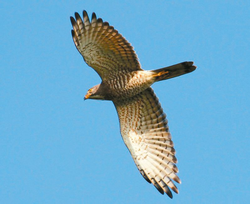 恆春半島每年秋天平均約有30萬隻遷徙性猛禽過境，以9月初抵達的赤腹鷹數量最大。圖／墾管處提供