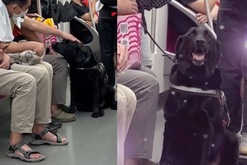 黑色導盲犬被摸後露出了得意又燦爛的笑容。（圖／翻攝自微博）