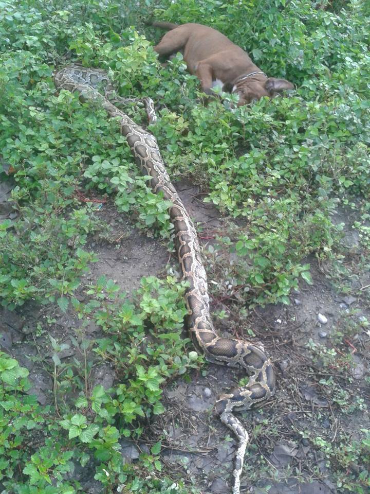 比特犬躺在蟒蛇旁，主人以為牠被咬死了。圖取自Postjung