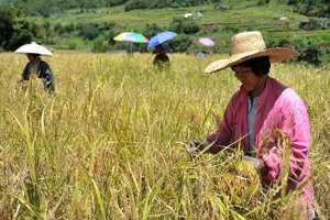 菲國農民團體「非常擔心」新的白米價格上限措施。圖為正在割稻的菲國農民。路透