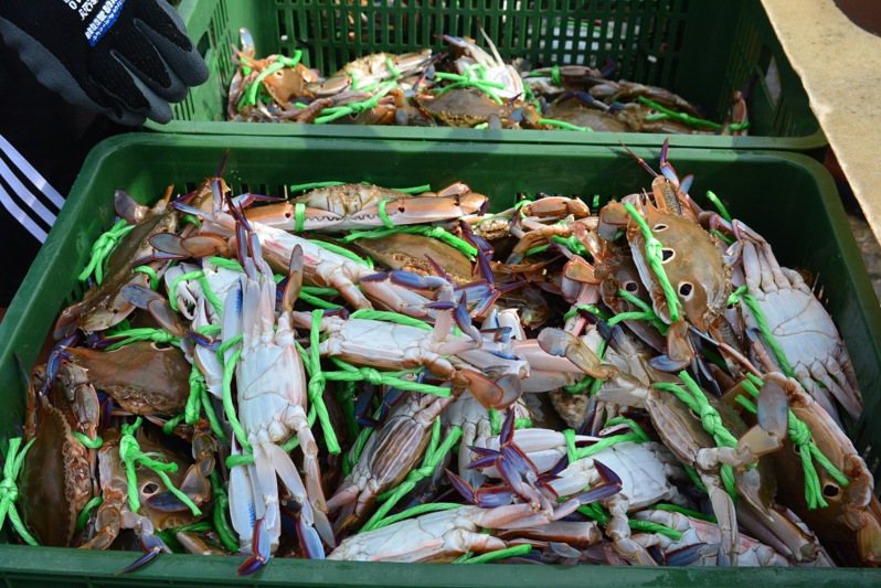 秋季將至，肥美的萬里蟹湧現俗稱「西北漁場」的富貴角海域。圖／新北市漁業處提供