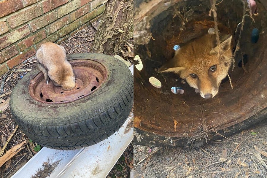 狐狸意外卡在生鏽的輪圈裡，最後幸運被救出。圖擷自East Sussex WRAS