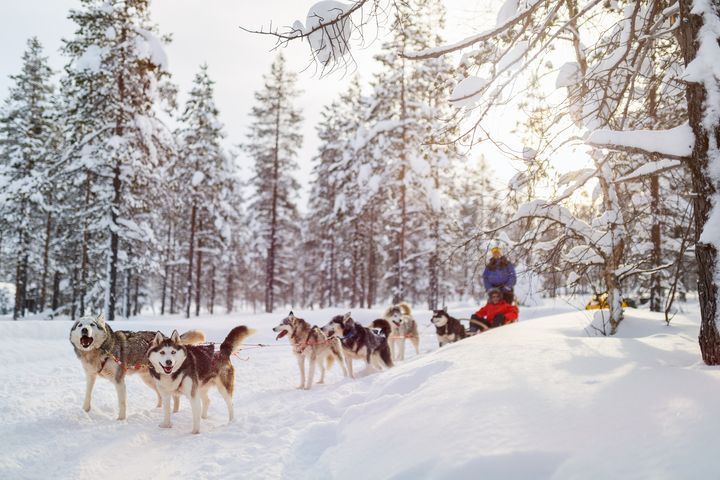 ▲冬季雪上活動，哈士奇犬拉雪橇體驗。　圖：shutterstock／來源
