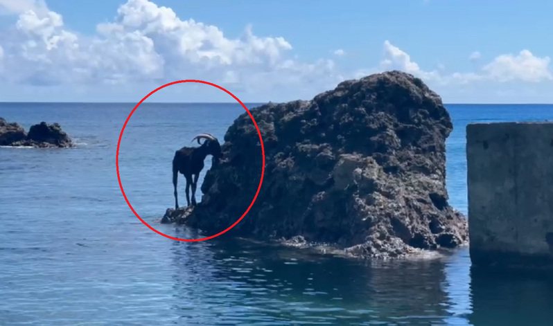 台東蘭嶼一家潛水業者昨帶團出海時，驚見1隻居民飼養的羊隻疑似受困礁岩動彈不得，當地居民開玩笑說：「這是蘭嶼羊隻的日常」。圖／讀者提供