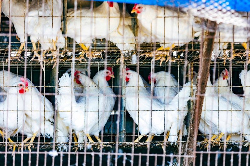 高雄市路竹區傳統雞舍內所養殖的蛋雞。記者古和純／攝影