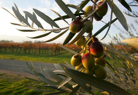 橄欖油價格寫新高，竊盜案激增。（美聯社）