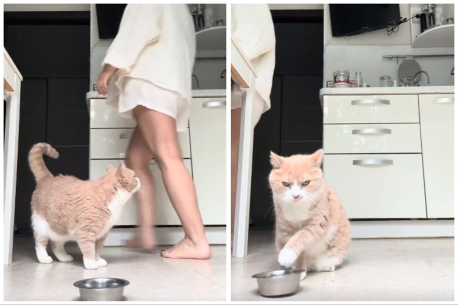 橘貓為了飼主不及時給飯飯憤怒敲碗。圖取自微博