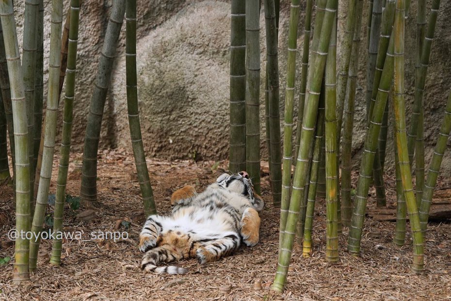 一隻可愛的東北虎幼虎在竹林裡面睡覺睡很熟，還露出毛茸茸的肚皮，並沒有因為周圍很多遊客而感到不放鬆，不少網友看到可愛萌樣直呼「根本是家貓」、「這是工讀生嗎」。 (圖/取自X「豊川散歩」)