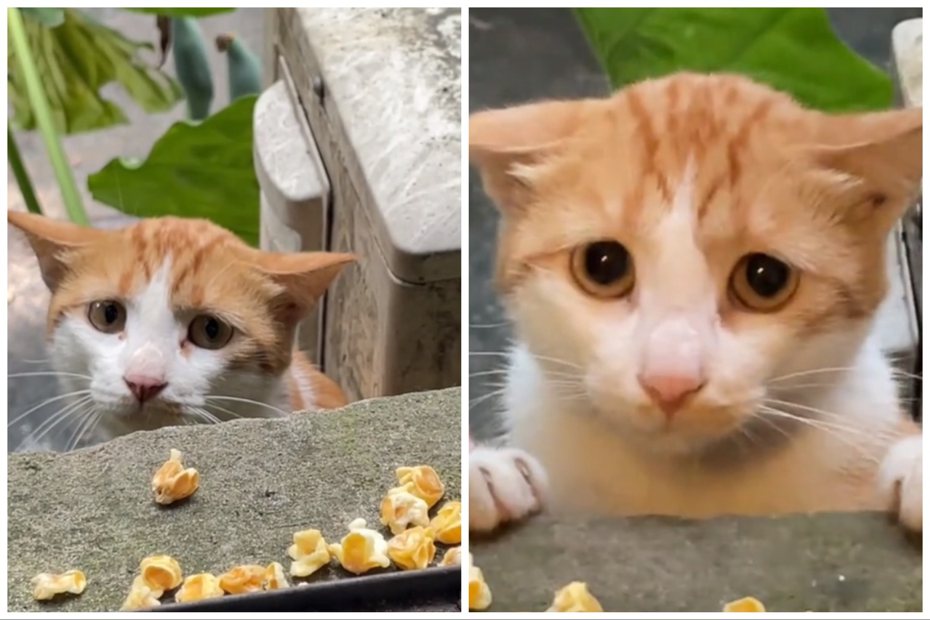 橘貓每天來吃東西還是怕爆的樣子。圖取自抖音
