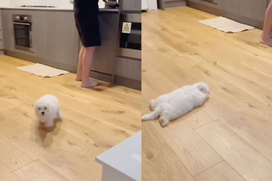 小白犬邁著短短的步伐在房間內跑來跑去，沒想到下一秒直接「斷電關機」當場趴地。（圖／翻攝自微博）