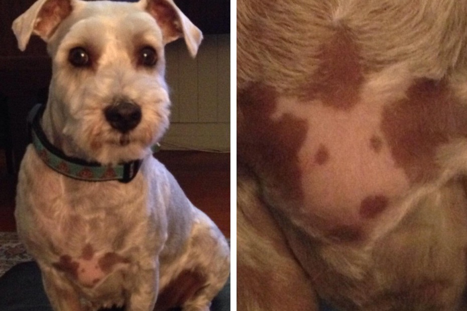 一名女子養了一隻雪納瑞犬，養了四年某天在幫牠梳毛的時候發現狗狗胸前有奇怪的圖案，仔細一看竟然是牠自己的「自畫像」，讓她相當驚喜直呼是奇蹟。 (圖/取自臉書社團「Things With Faces」)