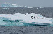 全球暖化加速！南極海冰面積又創新低 比37年前少100萬平方公里