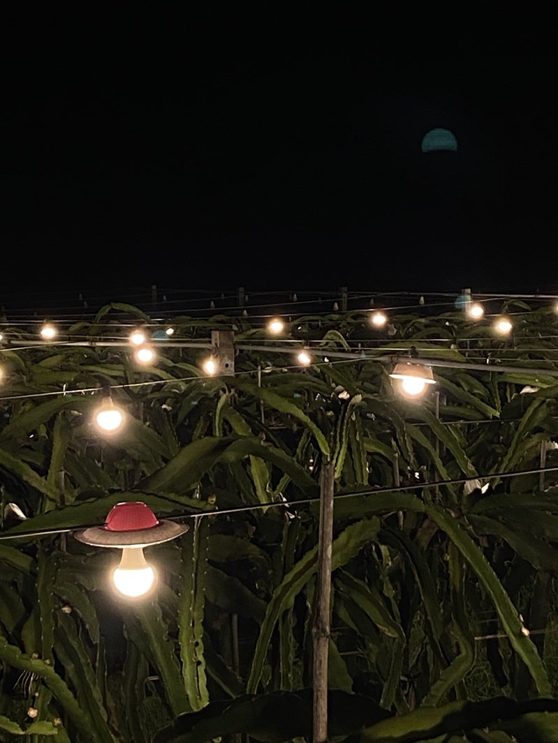 暗空協會與彰化二林農民試驗使用燈罩情況。圖／暗空協會提供