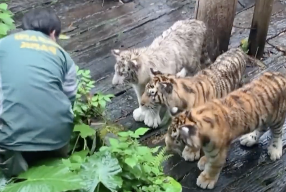 多隻不同花色的老虎寶寶乖巧的站成一排緊盯觀察工作人員。（圖／翻攝自微博）