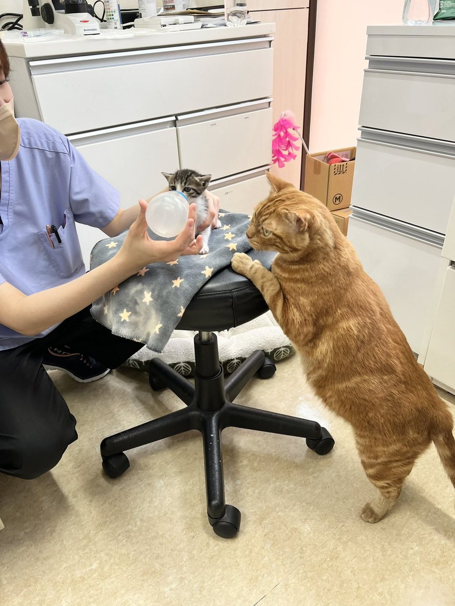獸醫院工作人員正在幫小貓餵奶，大橘突然靠上前關心相當可疑。圖擷自X（原推特）@6pikuuOTUniIU9W6
