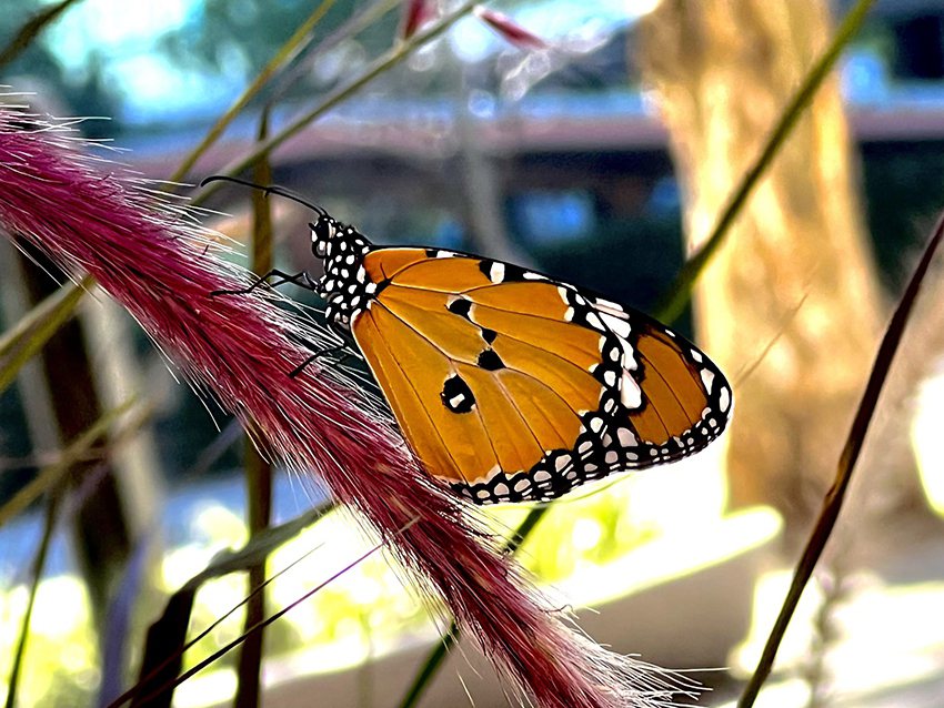 中原大學理學院旁馬利筋花園夏末秋初總會吸引著金黃外衣的樺斑蝶來訪。 吳宗遠/提供