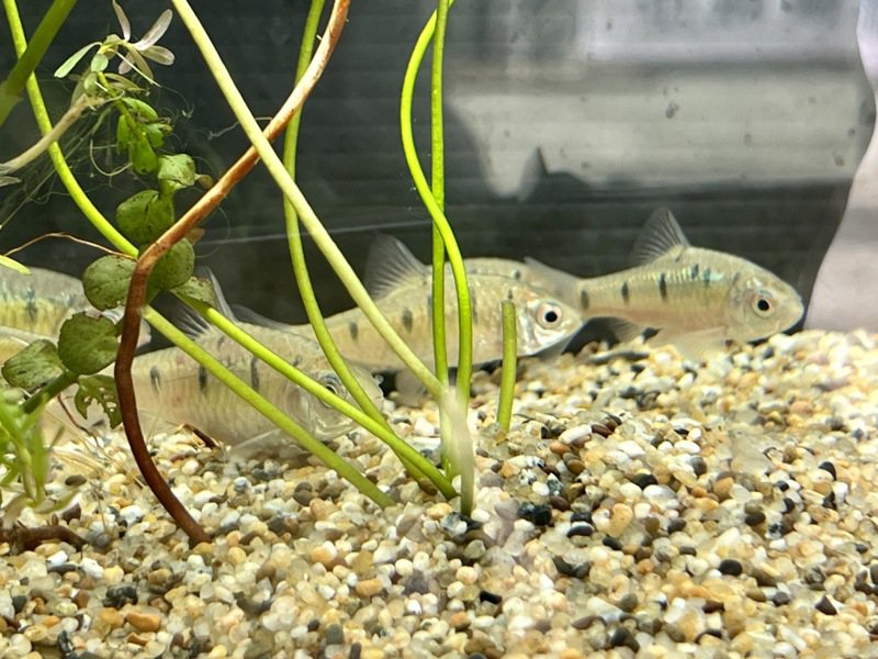 瀕危的台灣原生魚種「史尼氏小䰾」，成魚體長約5公分，體側胸至尾有黑斑，分布於溪流中下游、平緩且水質較為乾淨的水域。記者鍾維軒／攝影