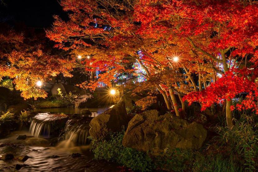 日本規模最大彩燈秀「名花之里」，被排名為日本十大賞夜楓名所。 圖／雄獅旅遊