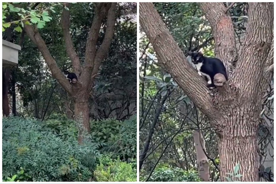 網友在樹上看到一隻黑貓，但旁邊其實還有一隻。圖取自抖音