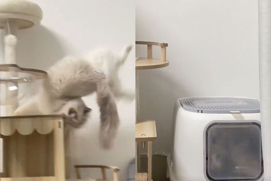 夢幻布偶貓踩空不慎跌進貓砂盆。（圖／翻攝自微博）