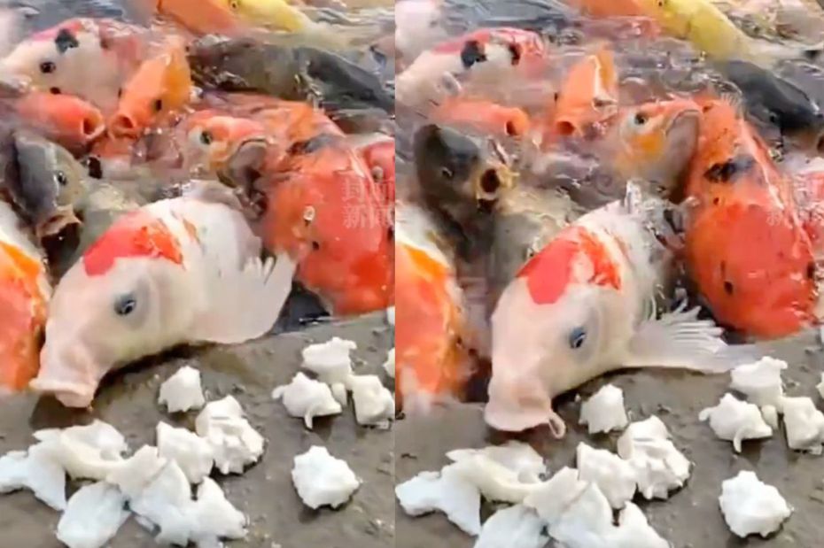 各種不同鮮豔花色的錦鯉全都堆疊擠在水邊，試著搶食岸邊的食物。（圖／翻攝自微博）