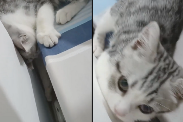有飼主分享自家貓咪把耳機弄掉後努力在床縫裡狂撈。圖/翻攝自微博