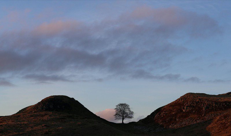 英格蘭東北部的世界遺產「哈德良長城」旁原本矗立著樹齡超過200年的「羅賓漢樹」，但這棵樹今天被發現斷成兩截，居民又悲又怒，此圖攝於2021年2月26日。（路透）