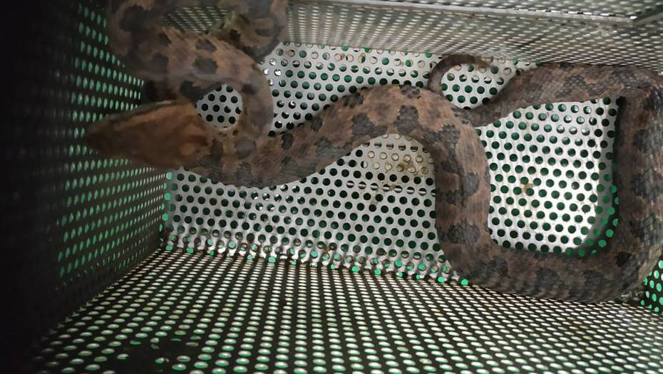 新北市動保處上周接獲民眾通報家裡有蛇，將蛇移除野放。圖為動保處捕獲的台灣六大毒蛇之一龜殼花。圖／新北市動保處提供