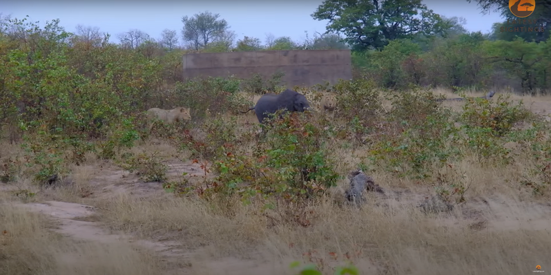 一隻母象帶著孩子穿越草原，但牠竟沒發現一隻小象沒跟上落單在後面，結果小象被一群獅子團團包圍，眼看小象就要成為萬獸之王的食物，牠竟然勇敢站出來跟獅群對決，最後反轉結局成功逃脫。 (圖/取自影片)