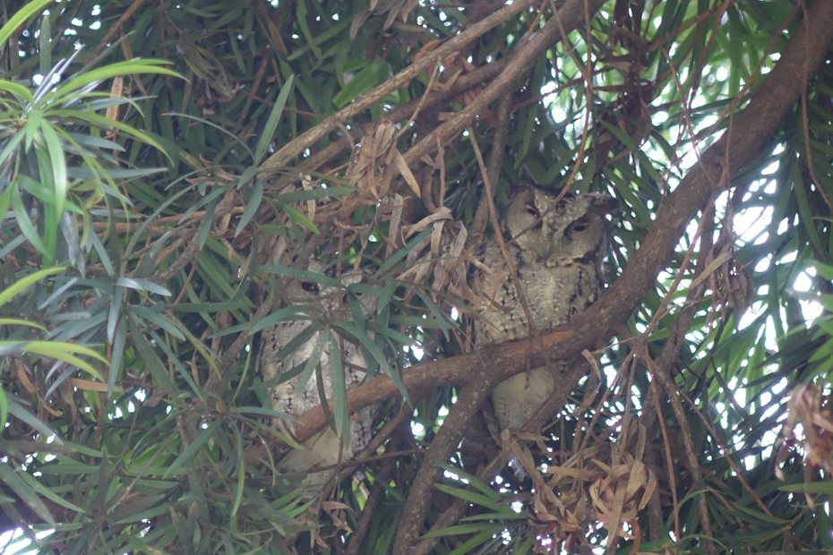 山上花園水道博物館近期發現兩隻領角鴞默默在樹上站崗了一個半月，不管何時查看，鳥兒都直挺挺地站立，讓館方人員及遊客直呼「太可愛！好像門神一樣！」記者李文德／翻攝