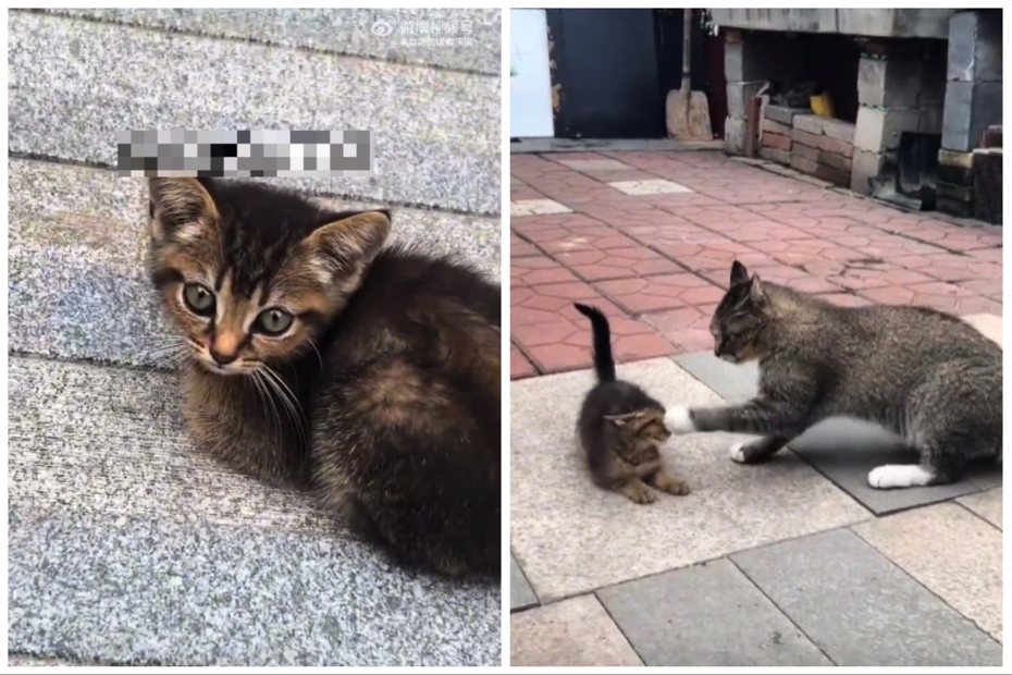 小貓親近陌生人被媽媽教訓。圖取自微博