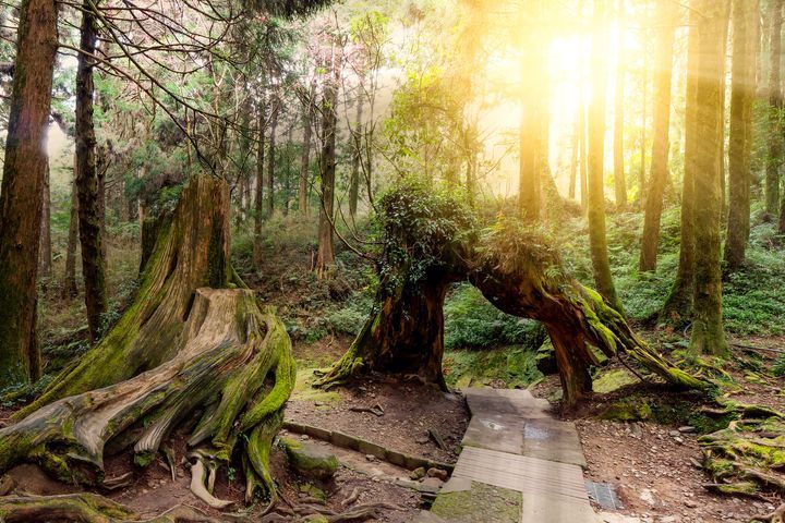 阿里山國家森林遊樂區。　圖：Shutterstock／來源