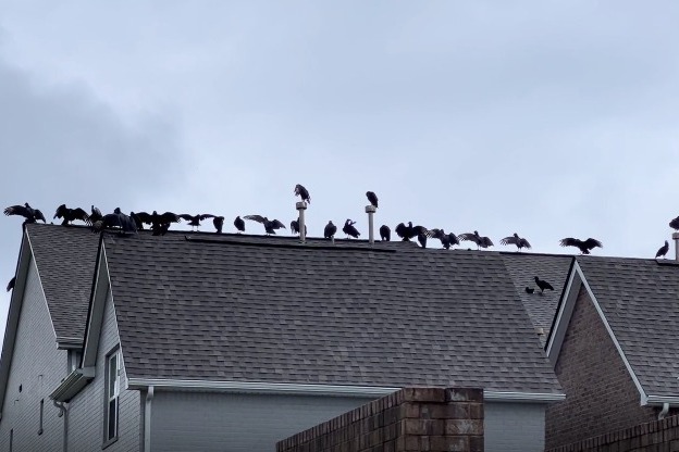 超過20隻禿鷲盤據屋頂讓人很毛。圖取自reddit