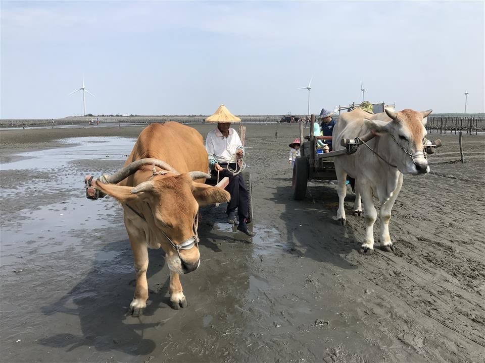 彰化沿海濕地不但生態多樣，還有獨特的「牛車採蚵」文化。 彰化縣政府提供