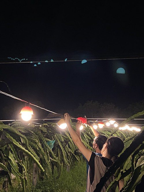 台灣暗空協會與彰化二林火龍果農合作加裝燈罩。 圖片來源：台灣暗空協會提供
