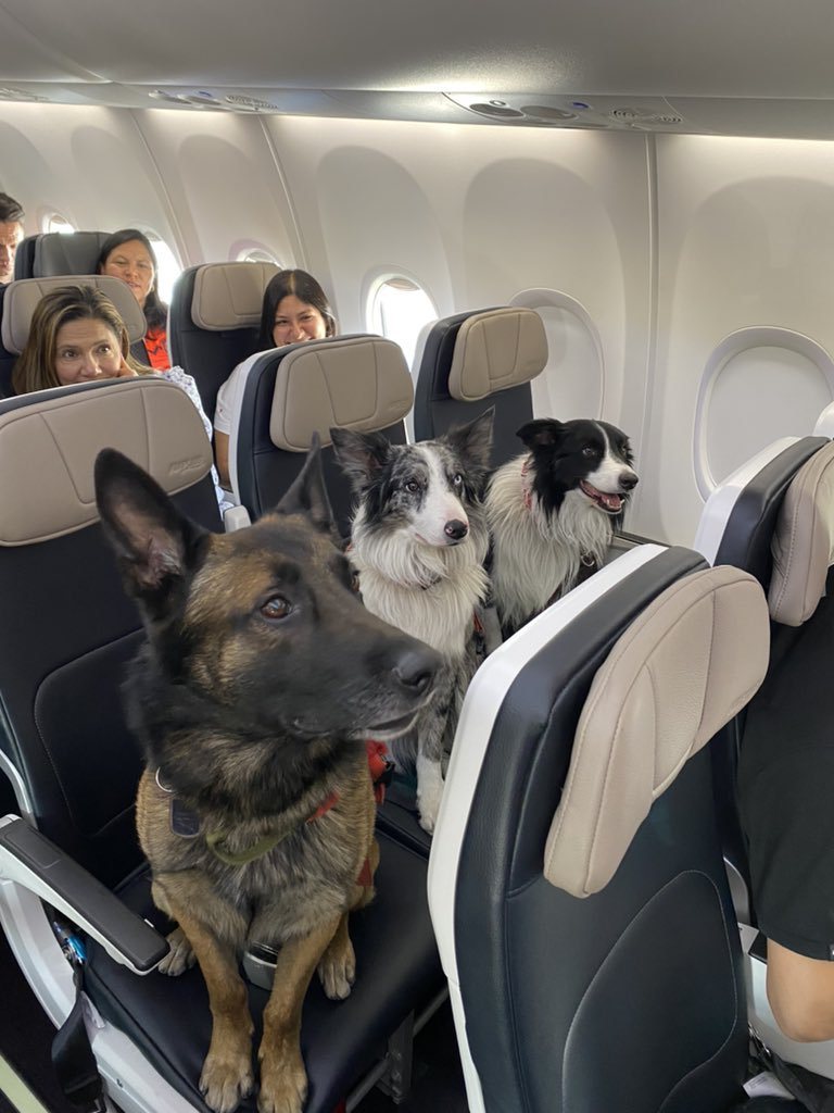 搭飛機看到這畫面很療癒。一名男子在搭飛機的時候發現前排座位竟然坐著三隻狗，照航空公司規定狗狗其實不太能坐在位子上，這讓男子相當好奇這三隻狗狗是什麼身分，沒想到牠們來頭可不小，是紅十字會的搜救犬，可以說是救難小英雄。 (圖/取自推特)
