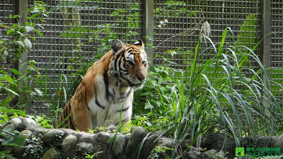 老虎給人的一般印象是非常凶猛的動物，當保育員可以看到不一樣面貌。圖／台北市立動物園提供