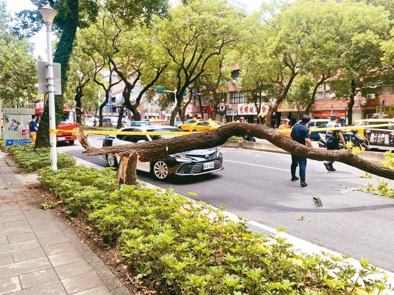 今年8月30日，台北市一棵路樹倒塌砸中騎機車經過的林姓男子，他倒地頭部重創經送醫不治。記者李隆揆／翻攝