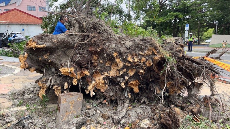 中颱小犬來襲，鹿港鎮復興路衛生所前的一棵大榕樹疑似染病，今天不敵強風被吹倒。圖／鹿港公所提供