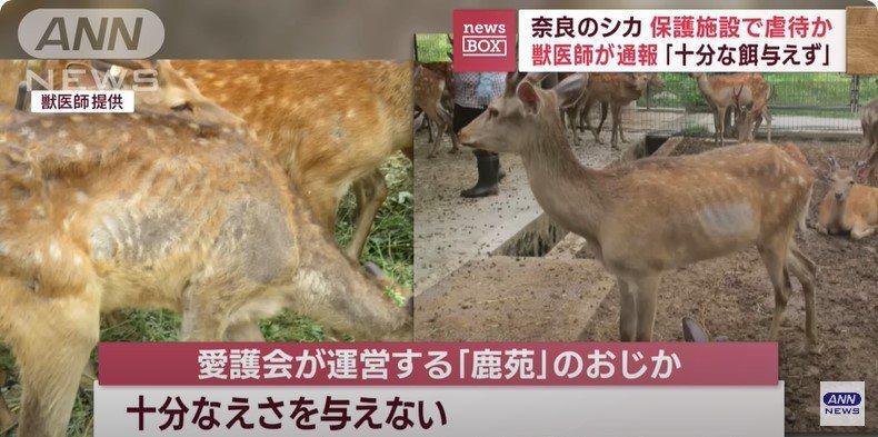 「奈良鹿保護協會」1日遭協會內獸醫師指控，協會飼養在「特別欄舍」的250頭鹿有7...