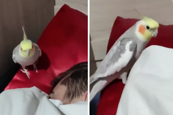 有飼主分享自己養的一隻玄鳳鸚鵡主動模仿鬧鐘聲音叫醒賴床的自己。圖/翻攝自微博